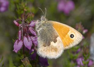 Butterfly ‘threat’ to farm plan