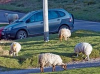 300 complaints about sheep