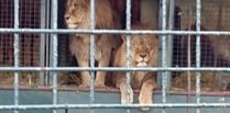 Herefordshire Country Fair cancels controversial Lion circus show