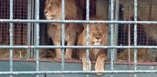 Herefordshire Country Fair cancels controversial Lion circus show