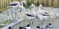 Flamingos flock to Folly Farm