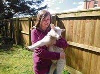 Looking after lambs ‘helps to build the children’s confidence’