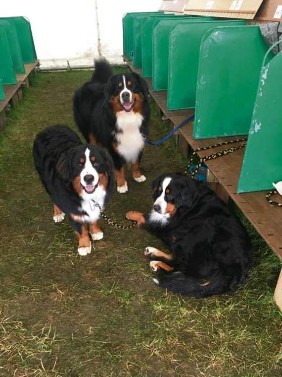 how long are bernese mountain dogs pregnant