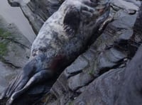 'Boscastle' the seal rescued