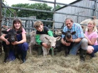 A rare occurrence — triplet calves born at family farm