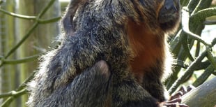 Exmoor Zoo celebrates a successful Saki monkey birth 