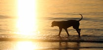 Advice on how to keep your dog safe in the heatwave