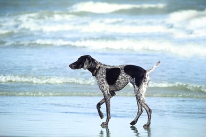 Dogs on Cornish beaches consultation launches