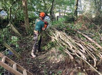 Restoring Devon’s hedges