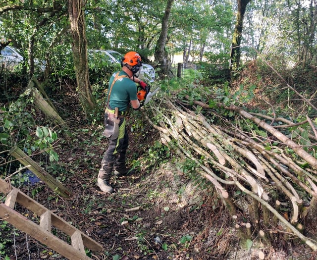 Restoring Devon’s hedges