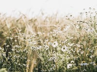 Clifftops across Cornwall to be transformed into wildflower meadows,