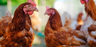 DEFRA issue urgent bird flu warning as ban on 'gatherings' announced