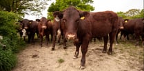 Suspended sentence for Devon farmer who illegally grazed cattle