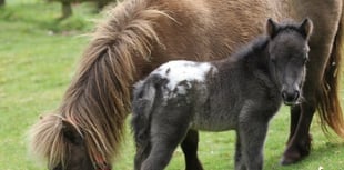 Dartmoor's Miniature Pony Centre closes