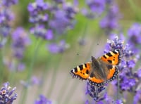 Holsworthy school help nurture passion for nature