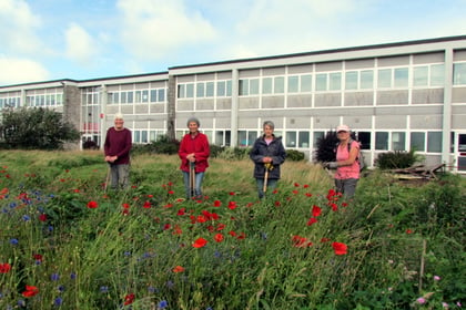 Wildflowers planted as part of Camelford greening project