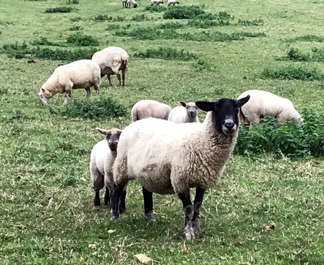 Review into Dartmoor management after Moorland grazing concerns