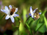 Study reveals how pollinators cope with various plant toxins