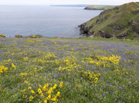 Step into a beautiful bluebell spring with the National Trust 