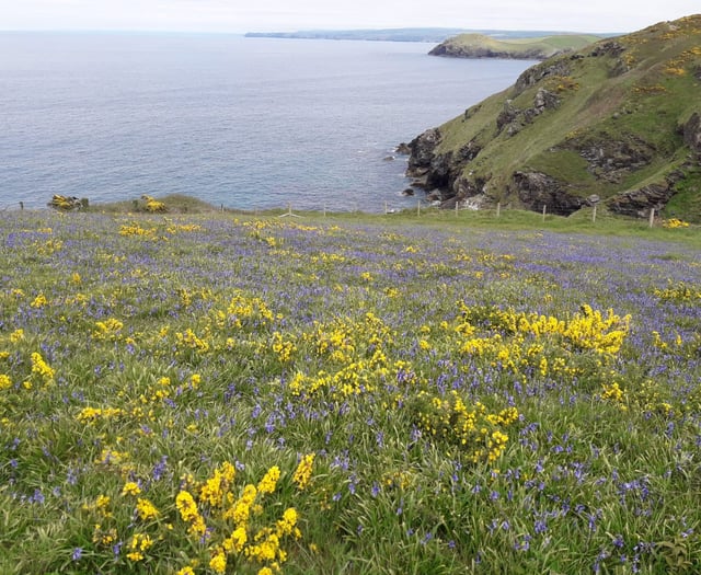 Step into a beautiful bluebell spring with the National Trust 