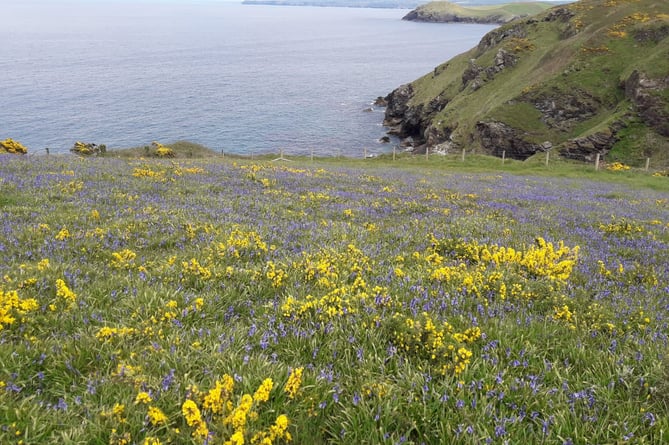 Pentire bluebells