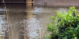 Deer spotted swimming in the Tamar at Calstock