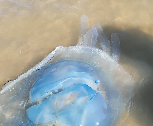 Huge barrel jellyfish wash up on Bude beaches 