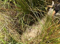 Sheep trapped on Bodmin Moor rescued by fire crews