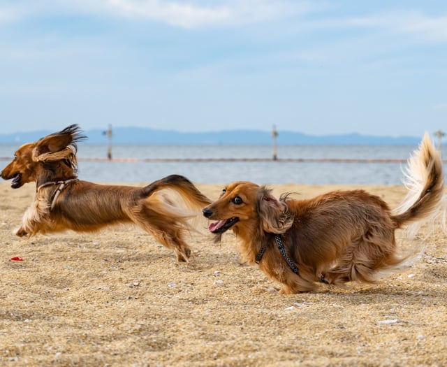 Cornish beaches set to lift dog ban as season comes to a close