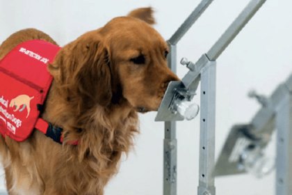 Medical detection dog displays its skills