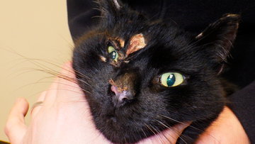 More than 200 cat cruelty reports made to RSPCA in Cornwall last year 