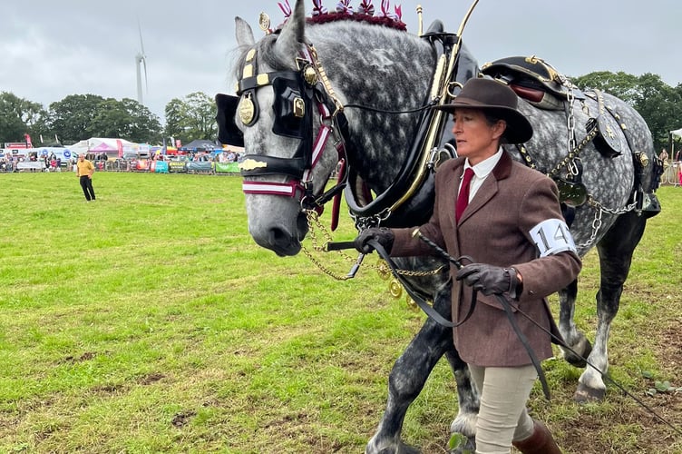 Decorated heavy horses make their way around the show ring at Launceston Show 2023