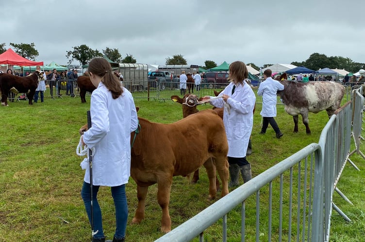 The young handler’s have kicked off the cattle showing this morning