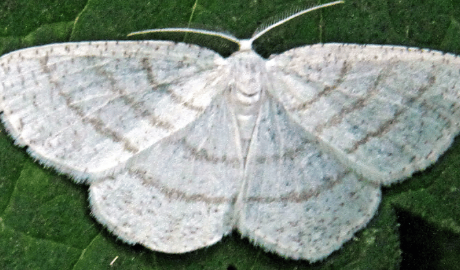 Silky wave moth shot by Ray Roberts, spotted in Cornwall