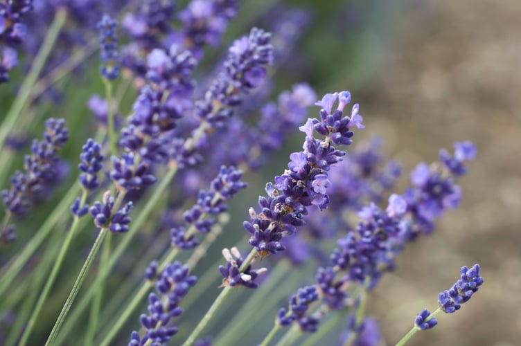 lavender garden