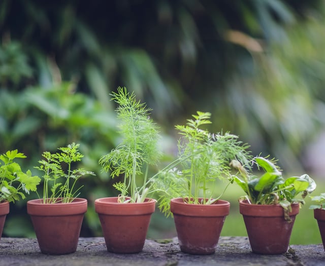 Expert shares top "minimal effort" tips for a beautiful garden