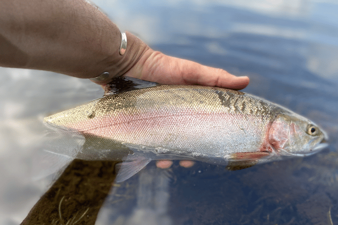 Andy Lawson's catch at Kennick