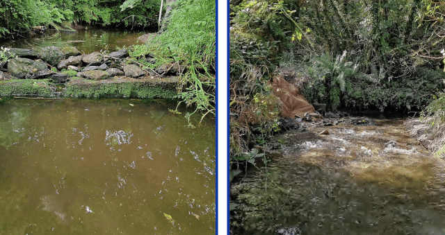 Project helps migratory fish after river restoration