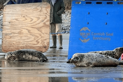 Seal named 'Just Dench' release from Cornish Seal Sanctuary