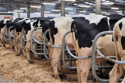 Hallworthy Livestock Market Report - Thursday, December 21