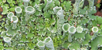 Naturewatch: Lichen could be hundreds of years old