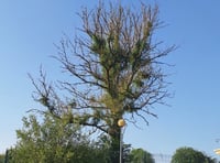 National Highway continues to fight against ash dieback 