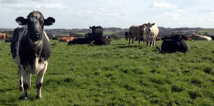 Farmer to benefit from new planning guidance