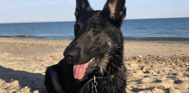 Police dog praised after apprehending Bodmin vandal