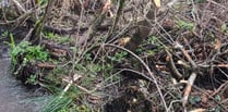 Wild beavers discovered at nature reserve