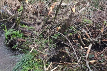 Wild beavers discovered at nature reserve
