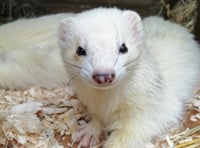 Ferret prepares to mark its 15th birthday 