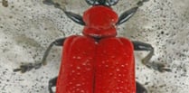 Attention seeking cardinal beetle draws the eye with striking colour