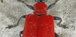 Attention seeking cardinal beetle draws the eye with striking colour