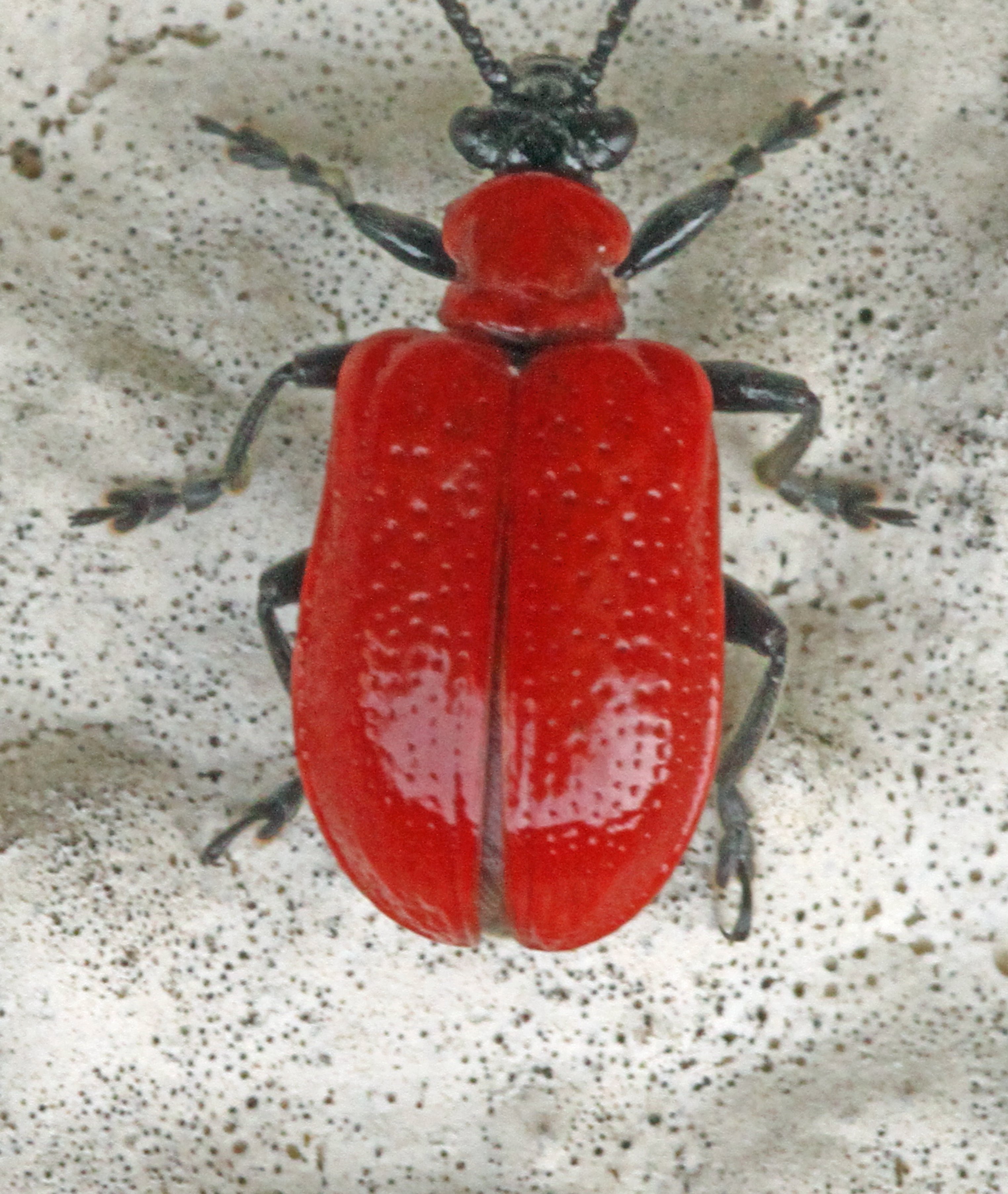 Naturewatch: Attention seeking cardinal beetle draws the eye with ...